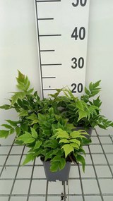 Cyrtomium fortunei var. clivicola - pot 9x9 cm -