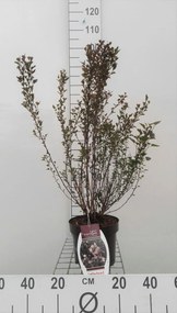 Physocarpus opulifolius 'Donna May' (Little Devil) - pot 3L - 40-50 cm