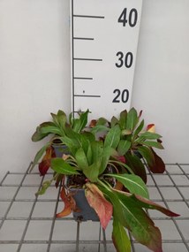 Oenothera biennis - pot 9x9 cm
