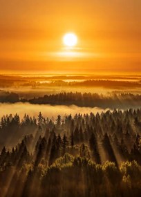 Foto Golden beautiful foggy forest sunbeams, Aulanko,, Milamai, (30 x 40 cm)