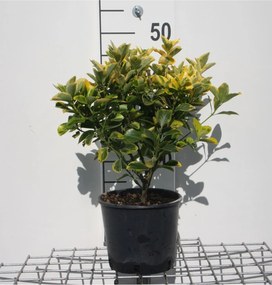 Euonymus japonicus'Aureomarginatus'- pot 3L - 40-50 cm
