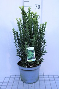 Euonymus japonicus 'Green Spire' - pot 5L - 40-60 cm -
