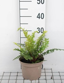 Polystichum aculeatum - pot 2L