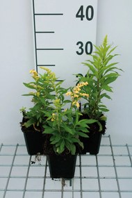 Solidago 'Strahlenkrone' - pot 9x9 cm