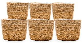 6x Mand Scott