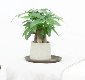 Wout multi stam - 30cm
