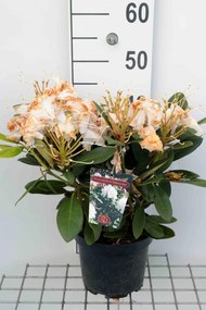 Rhododendron'Silberwolke'- pot - 25-30 cm