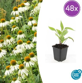 Echinacea purpurea 'White Swan' - 20cm