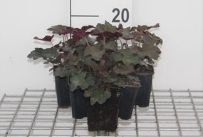 Heuchera micrantha 'Palace Purple' - pot 9x9 cm -