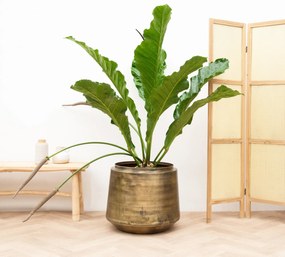 Anthurium Botanical King - 100 cm