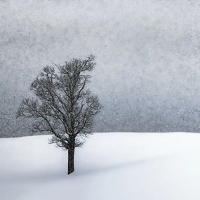 Foto LONELY TREE Idyllic Winterlandscape, Melanie Viola