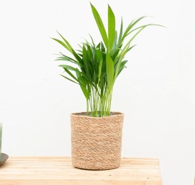 Dypsis Lutescens (Areca palm) - 30cm