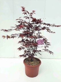 Acer palmatum 'Bloodgood' - pot 15L - 100-125 cm -