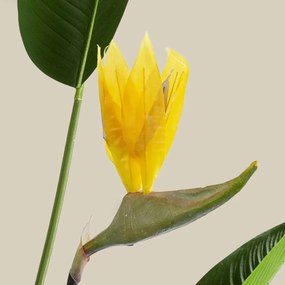 Kunstplant Sterlitzia