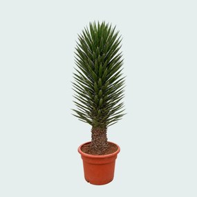 Yucca Filifera Australis - 180 cm