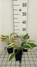 Hosta 'Minuteman' - pot 9x9 cm -