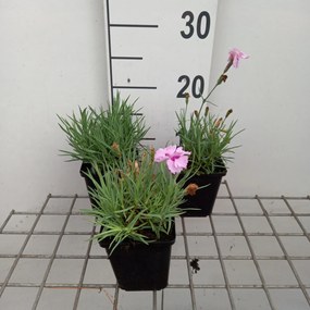 Dianthus 'Rachel' - pot 9x9 cm