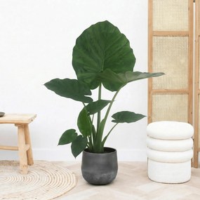 Alocasia Macrorrhiza - 70 cm