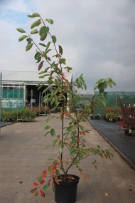 Amelanchier lamarckii - pot 10L - 80-100 cm -