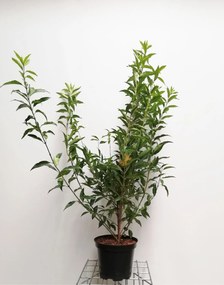 Forsythia x intermedia 'Lynwood' - pot 10L - 80-100 cm