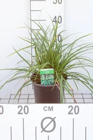 Carex morrowii - pot 3L