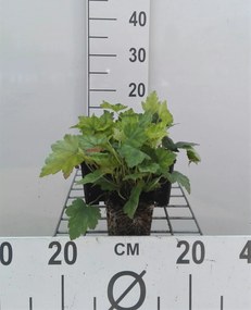 x Heucherella alba 'Bridget Bloom' - pot 9x9 cm -