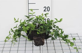 Vinca minor - pot 9x9 cm