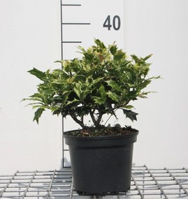 Osmanthus heterophyllus 'Goshiki' - pot - 20-25 cm - struik