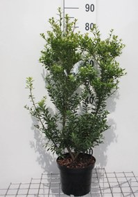 Ilex maximowicziana var. kanehirae - pot - 30-40 cm