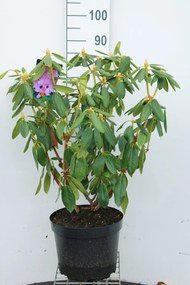 Rhododendron'Catawbiense Grandiflorum'- pot 10L - 60-80 cm