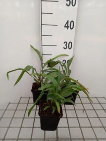 Echinacea 'Flame Thrower' - pot 9x9 cm