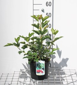 Viburnum opulus 'Compactum' - pot - 25-30 cm -