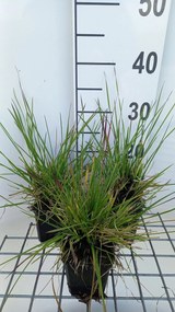 Deschampsia cespitosa 'Tauträger' - pot 9x9 cm