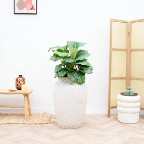 Combideal - Calathea Orbifolia inclusief pot Hera - 70cm