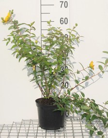 Hypericum 'Hidcote' - pot - 30-40 cm -