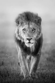 Foto Face to Face with Male Lion, Vicki Jauron, Babylon and Beyond Photography