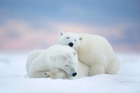 Foto Two polar bears sleeping in the snow, Alaska, USA, janbecke1, (40 x 26.7 cm)