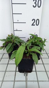 Succisa pratensis - pot 9x9 cm -