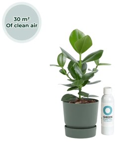 Ogreen - Champ inclusief pot Forest