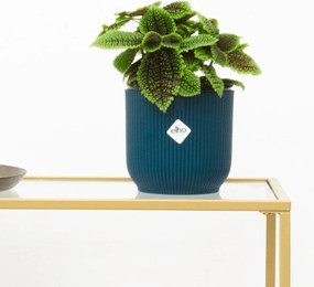Pilea Moonvalley - 20cm