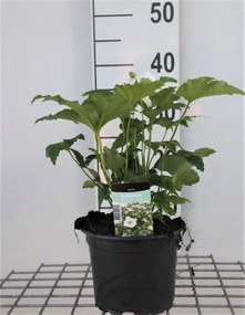 Anemone x hybrida 'Honorine Jobert' - pot 2L -