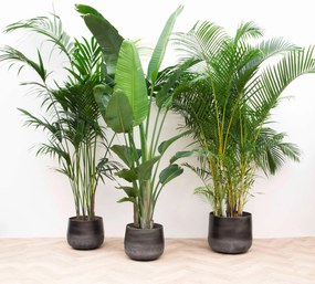 Combi deal XXL - Kentia, Strelitzia Augusta multi stam, Areca - 200-225cm