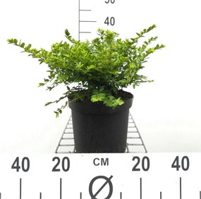 Lonicera nitida 'Maigrün' - pot 3L - 40-50 cm -