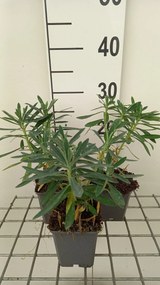 Euphorbia characias 'Humpty Dumpty' - pot 9x9 cm