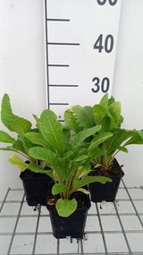 Primula x bulleesiana - pot 9x9 cm -