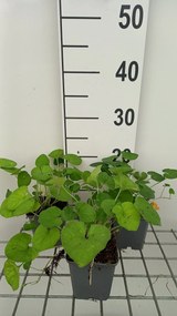 Viola odorata 'Royal Wedding' - pot 9x9 cm -