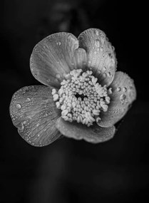 Foto Close-up of raindrops on flower, Bill Martin / 500px