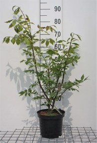Euonymus alatus - pot - 30-40 cm