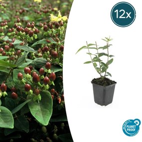 Hypericum Inodorum 'Rheingold' - 20cm