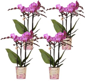 Kolibri Orchids | COMBI DEAL van 4 Phalaenopsis orchideeën - Vienna - potmaat Ø9cm | bloeiende kamerplant - vers van de kweker